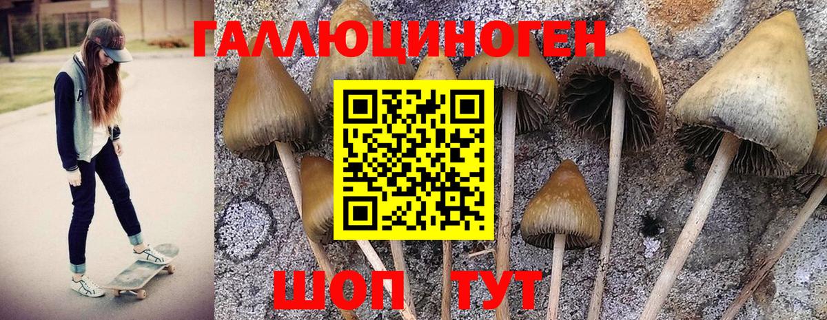 Галлюциногенные грибы MAGIC MUSHROOMS  Вход с VPN  Мыски 